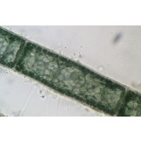 Audouinella chalybea