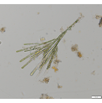 Audouinella chalybea