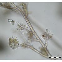 Audouinella hermanii