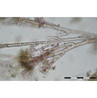Audouinella hermanni 