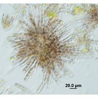 Audouinella hermanii