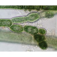 Audouinella pygmaea