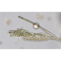 Audouinella pygmaea
