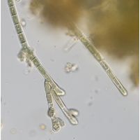 Audouinella pygmaea