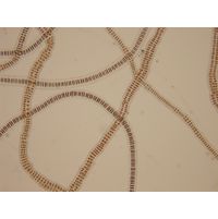 Bangia atropurpuea