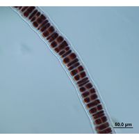 Bangia atropurpurea
