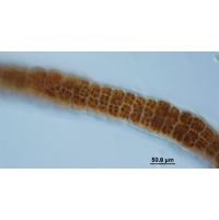 Bangia atropurpurea