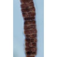 Bangia atropurpurea 