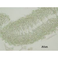 Batrachospermum gelatinosum