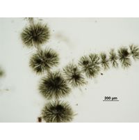 Batrachospermum gelatinosum