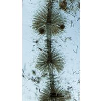 Batrachospermum turfosum