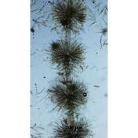 Batrachospermum turfosum