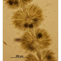 Batrachospermum turfosum