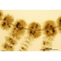 Batrachospermum turfosum