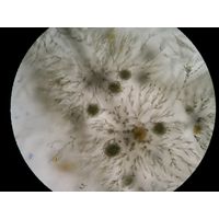 Batrachospermum turfosum