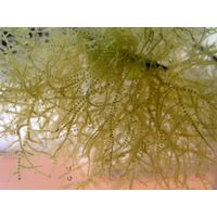 Batrachospermum turfosum 