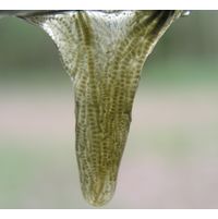 Batrachospermum