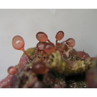 Botryocladia botryoides