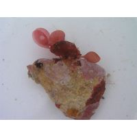 Botryocladia botryoides
