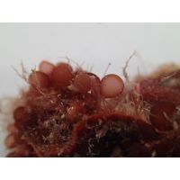Botryocladia botryoides