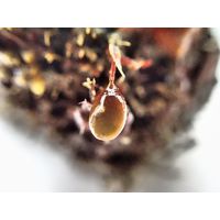 Botryocladia botryoides