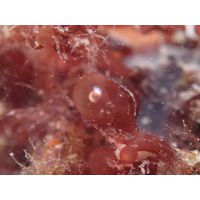 Botryocladia botryoides