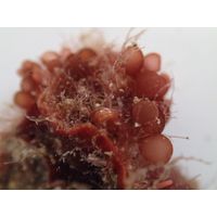 Botryocladia botryoides