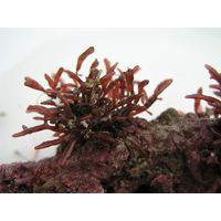 cf. Catenella caespitosa