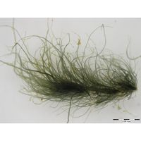 Compsopogon