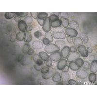 Compsopogon