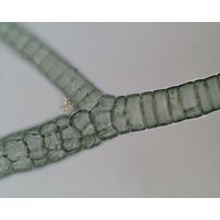 Compsopogon
