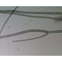 Compsopogon