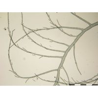 Compsopogon