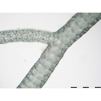 Compsopogon