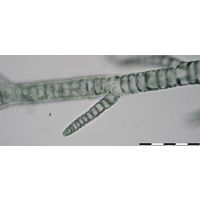 Compsopogon