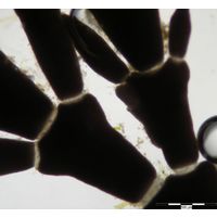Ellisolandia elongata
