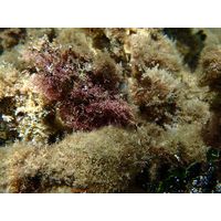 Corallina officinalis 