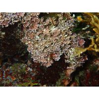 Corallina officinalis
