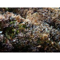 Corallina officinalis