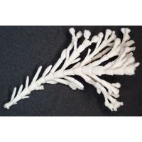 Corallina