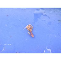 Ellisolandia elongata