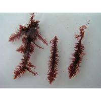 Gelidium spinosum