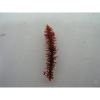 Gelidium spinosum