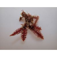 Gelidium spinosum