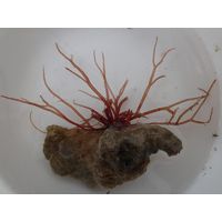 Gracilaria sp. 