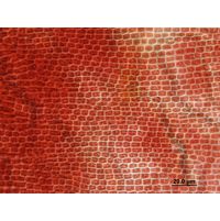 Hildenbrandia rivularis