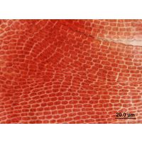 Hildenbrandia rivularis