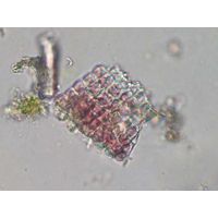 Hildenbrandia rivularis