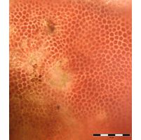 Hildenbrandia rivularis