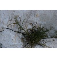 Hypnea musciformis